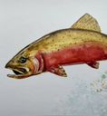 Load image into Gallery viewer, Colorado Cutthroat Trout 5 x 7 Print
