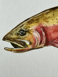 Load image into Gallery viewer, Colorado Cutthroat Trout 5 x 7 Print
