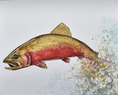 Load image into Gallery viewer, Colorado Cutthroat Trout 8 x 10 Print
