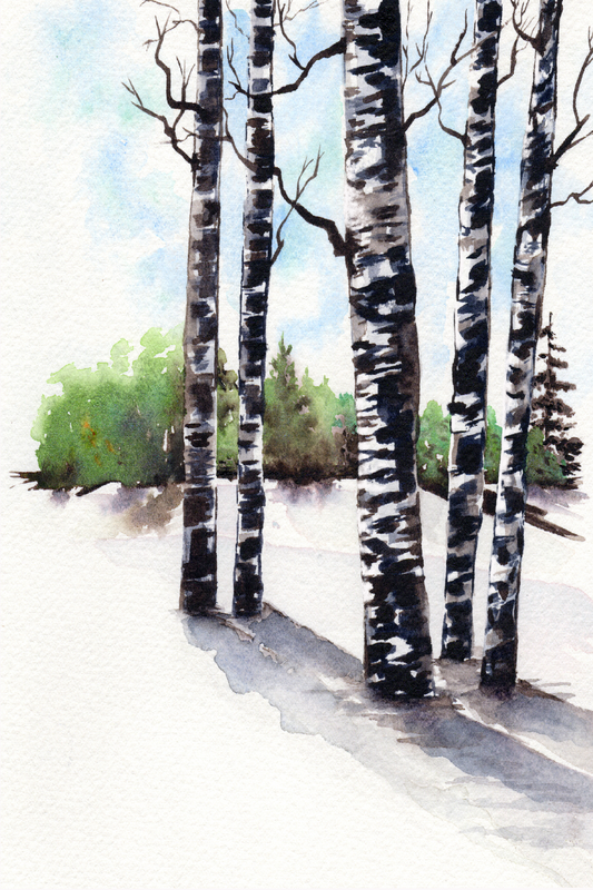 Birch Shadows