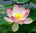 Load image into Gallery viewer, Lotus Flower Beginner's Watercolor Class | A HuArt + Sober Women Duluth Collab
